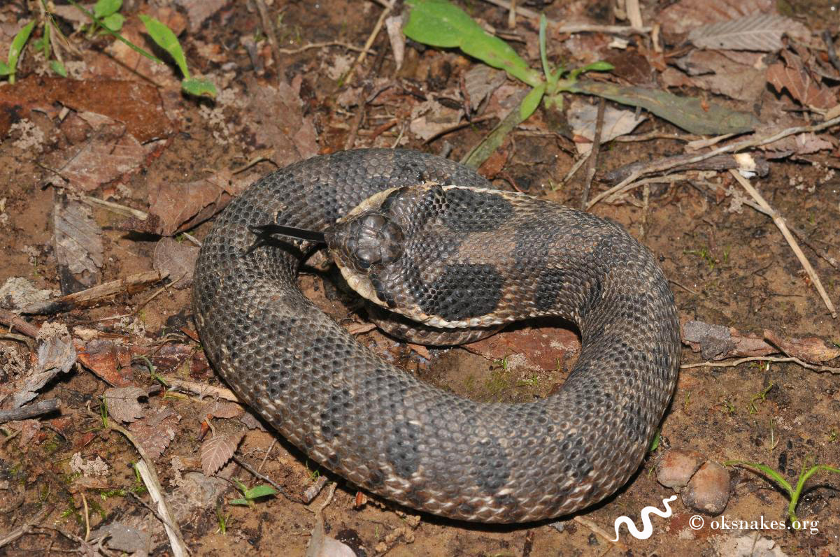 Learn about eastern hog-nosed snakes