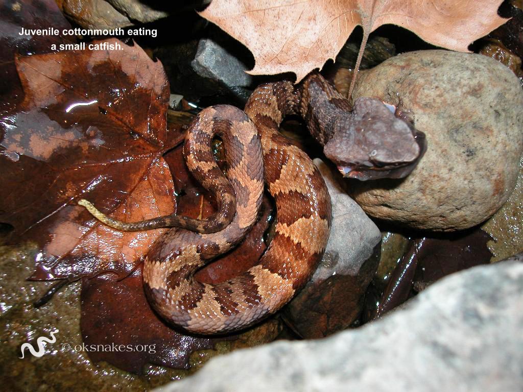 baby cottonmouth belly